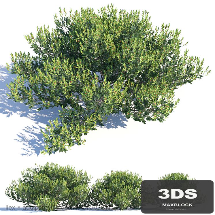 Ilex × aquipernyi Meschik DRAGON LADY
