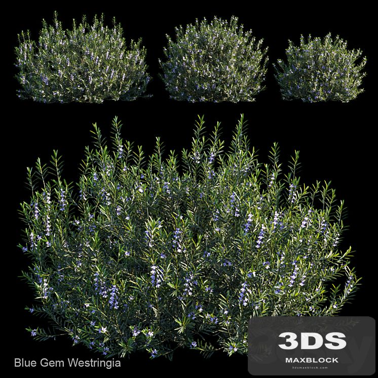 Blue gem westringia