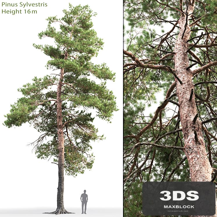 Pine
