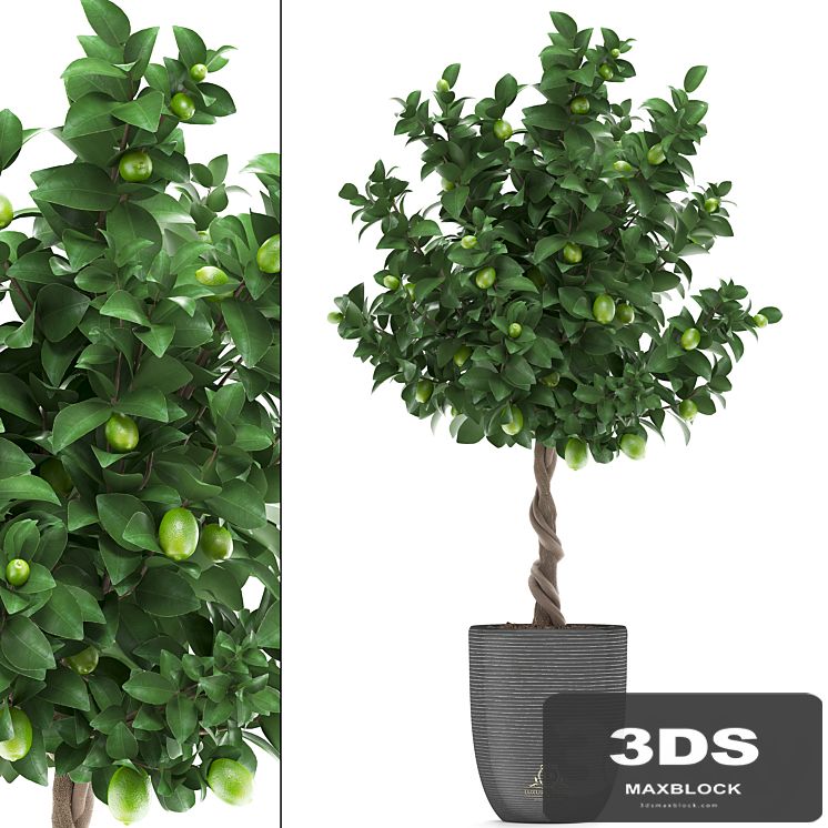 Plant collection 273. Citrus lime, Lemon tree, citrus, fruit tree, flowerpot, pot, outdoor, garden, park, landscaping, eco