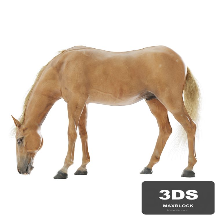 Grazing horse