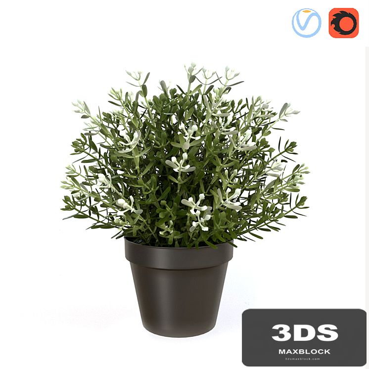 Fake Thyme