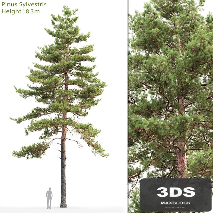 Pine