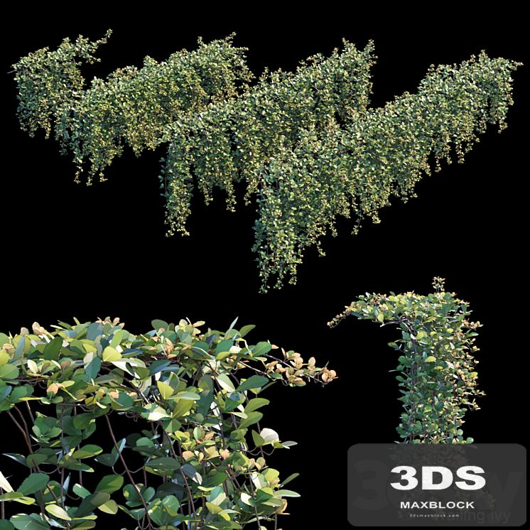 Trailing ivy 2