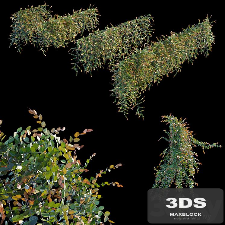 Trailing ivy 3