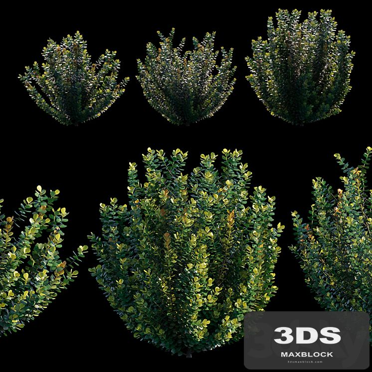 Common bush