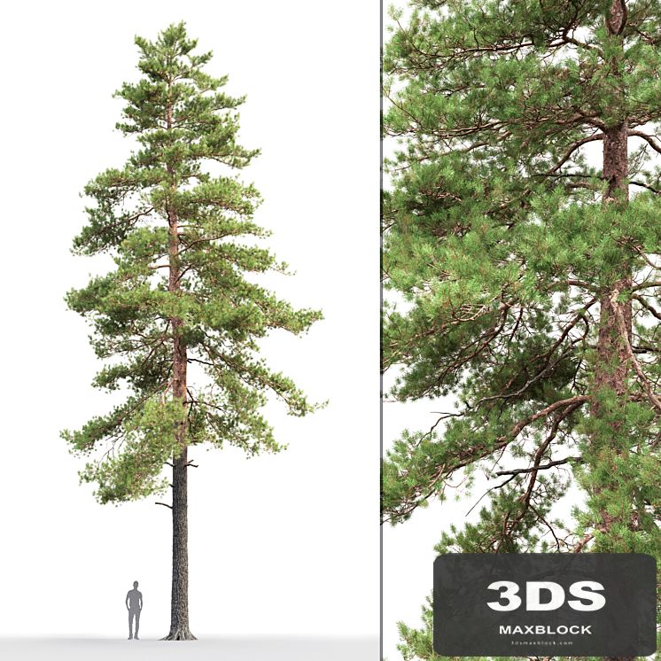 Pine