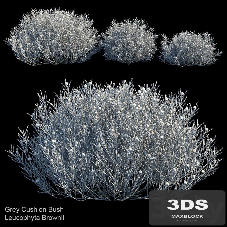 Gray Cushion bush | Leucophyta Brownii