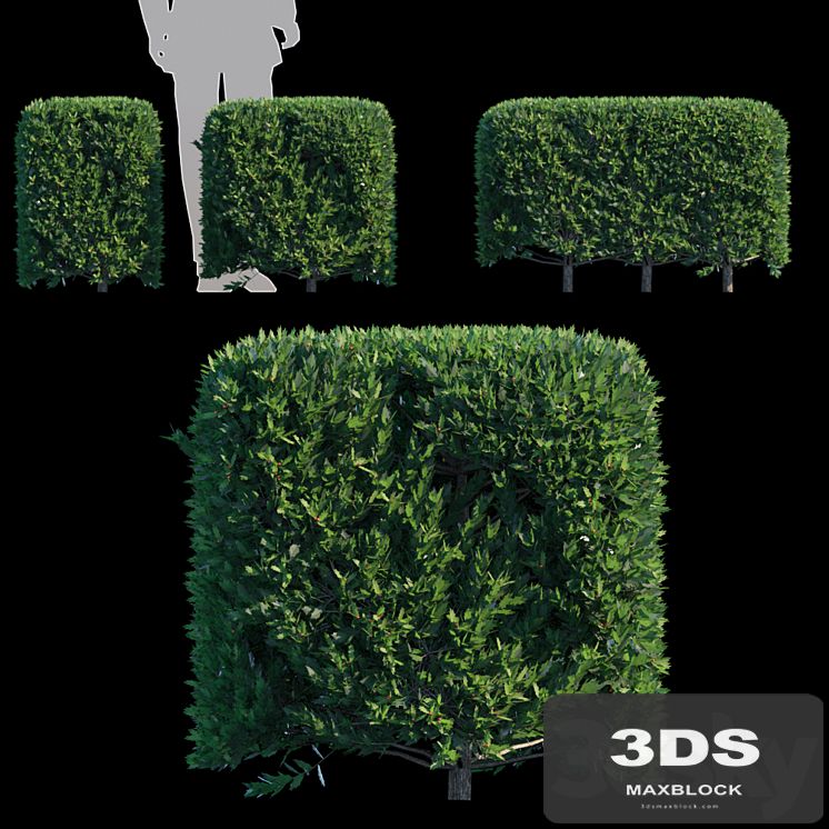Ilex × aquipernyi Meschik | Dragon Lady_Hedge