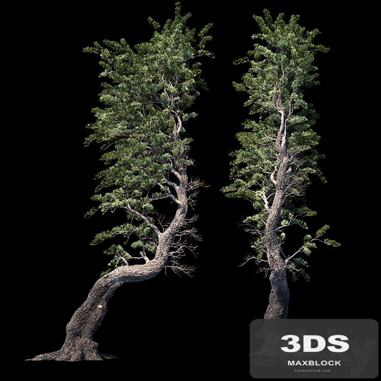 Pine Aleppo (Jerusalem)