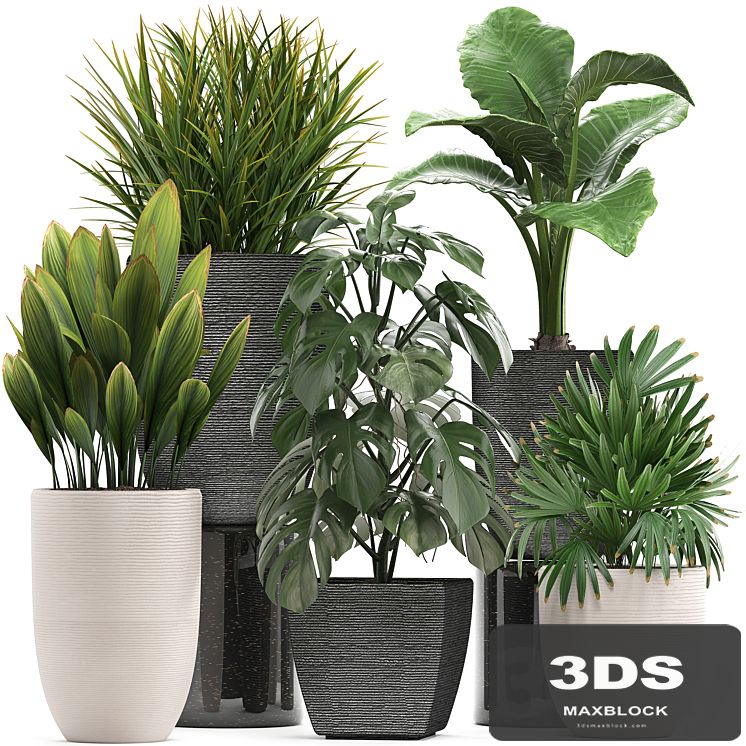 Plant collection 277. palm grass, monstera, rapis, alocasia, pot, flowerpot