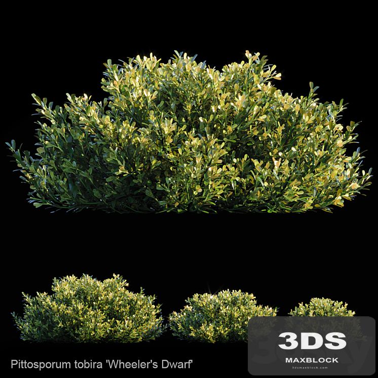 Pittosporum Tobira | Wheeler's dwarf