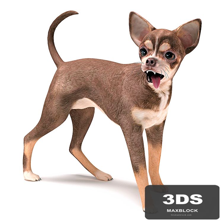 Brown Chihuahua
