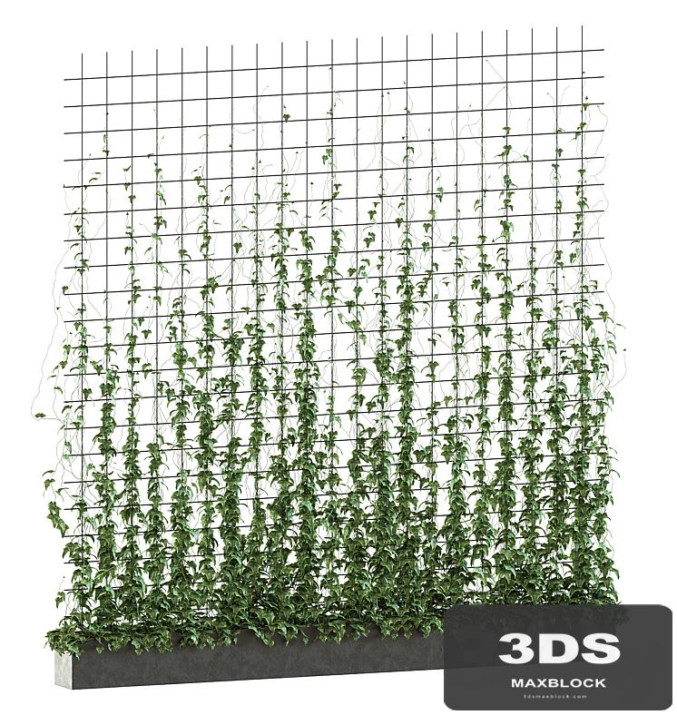 Ivy on the grid v2