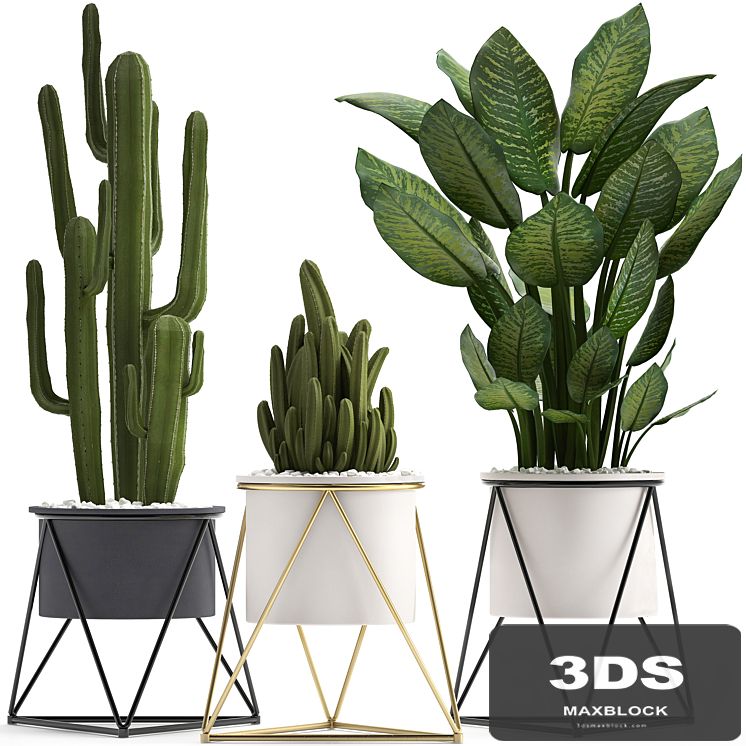 Collection of plants 280. Cactus, Dieffenbachia, white pot, interior plants, Scandinavian style