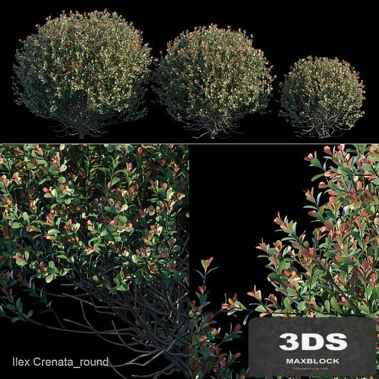Ilex Crenata_round bush