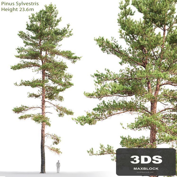 Pine