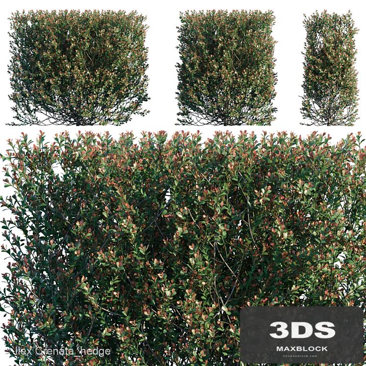Ilex Crenata_hedge