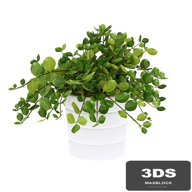 house plant himalayamix