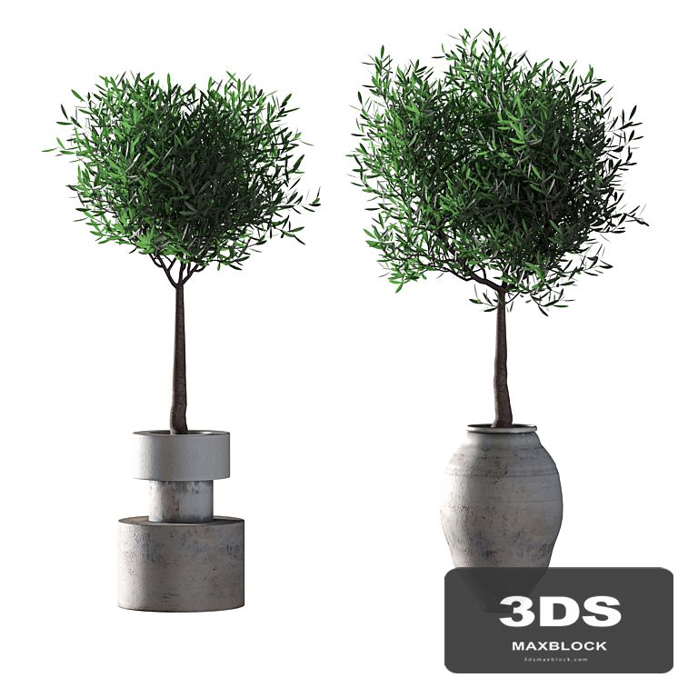 Olive trees. 2 models