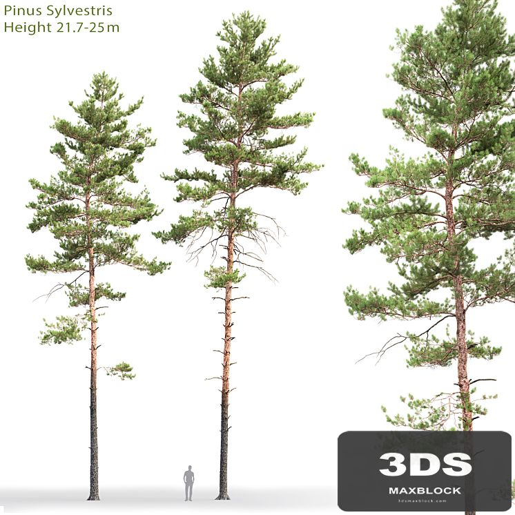 Pine