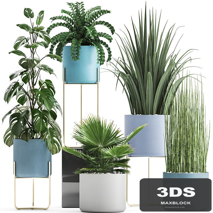 Plant collection 281. Monstera, brachea, palm tree, horsetail, indoor plants, pot, Scandinavian style, bushes, exotic, indoor
