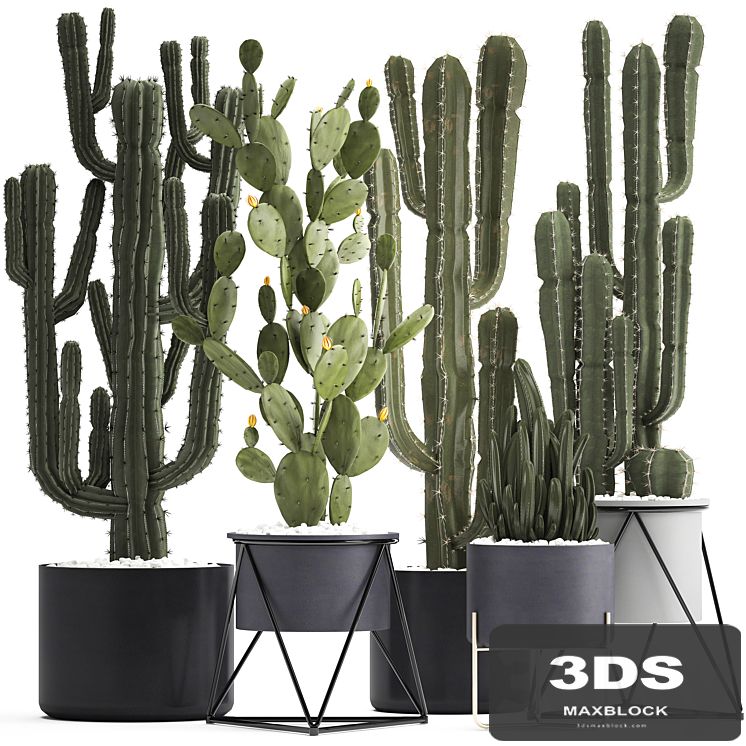 Plant collection 282. Cactus set. Prickly pear, Cereus, carnegia, cactus, Prickly pear, desert plants, interior, exotic