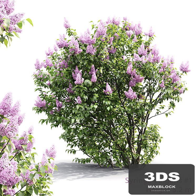 Syringa