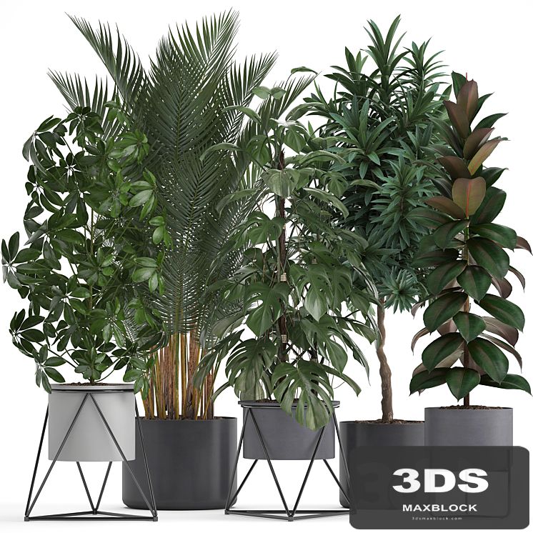 Plant collection 284. Palm, Ficus, monstera, indoor plants, shefflera, pot, stylish flowerpot, ficus abidjan, Scandinavian style