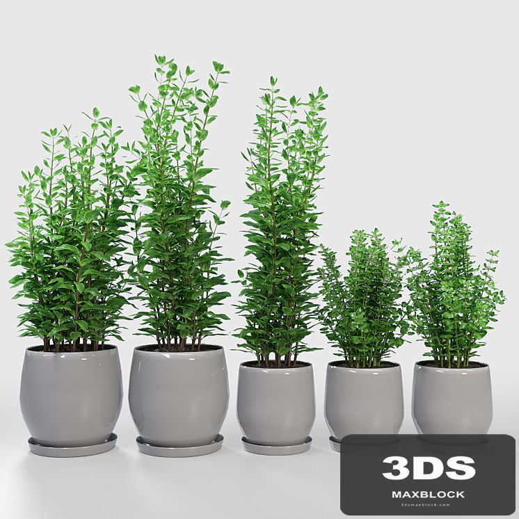 Kitchen Plant - Campana Gray Planters