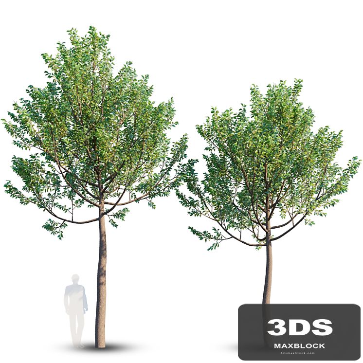 Street tree 4