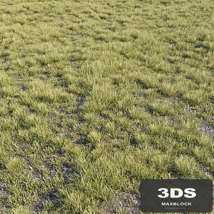 Wild grass