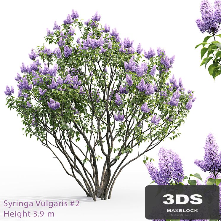 Syringa vulgaris # 2