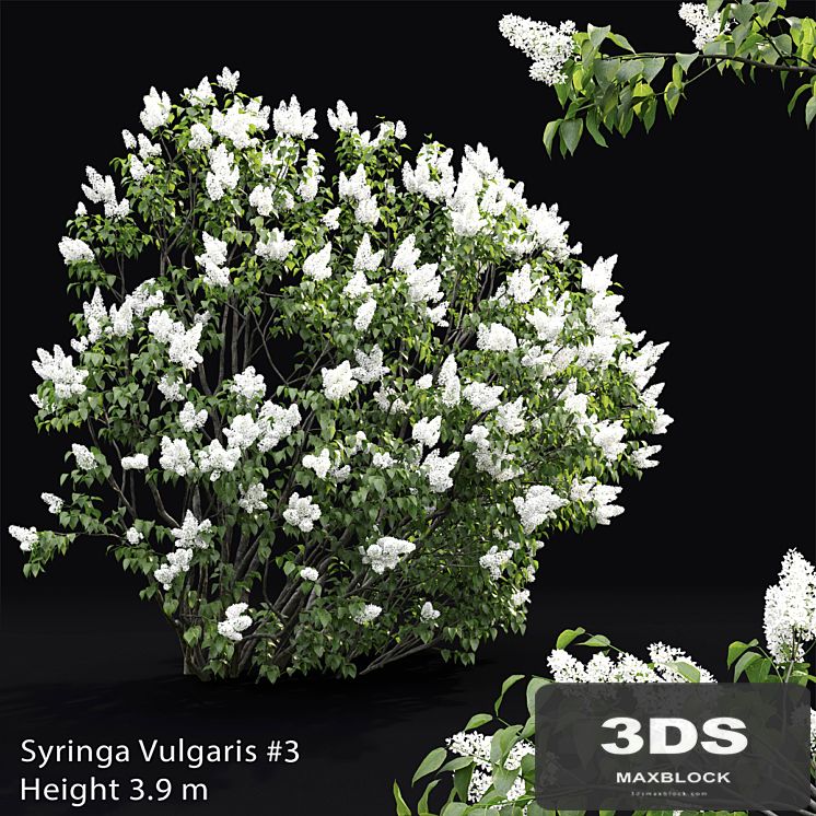 Syringa vulgaris # 3