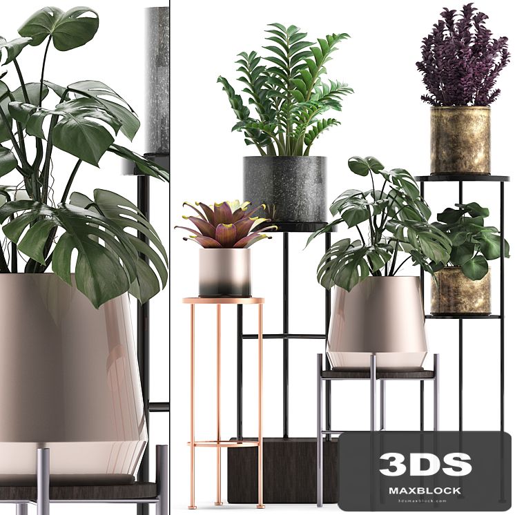 Plant collection 286. Flower shelf, pot, monstera, bromeliad, Zamioculcas, luxury, small plants, stand
