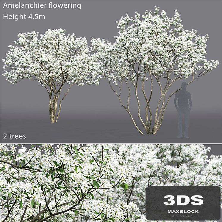 Amelanchier