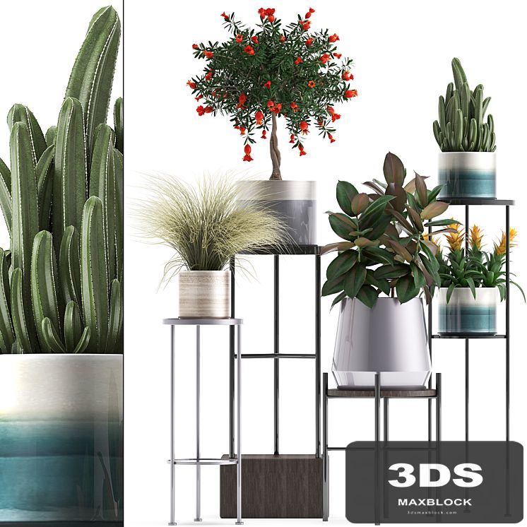 Plant collection 287. Shelf with flowers, pomegranate, ficus, cactus, grass, bromeliad, stand, pot, luxury, ficus abidjan, luxury