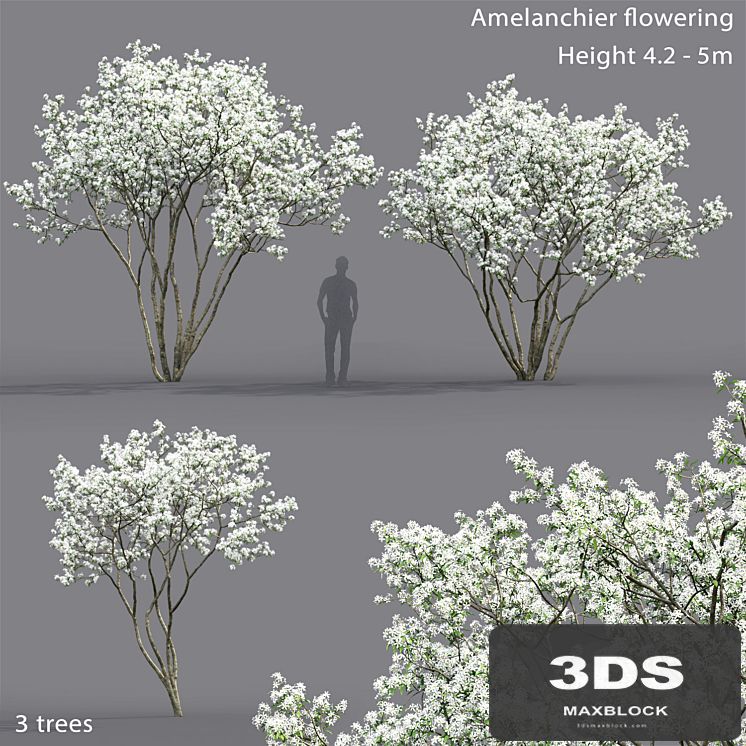 Amelanchier