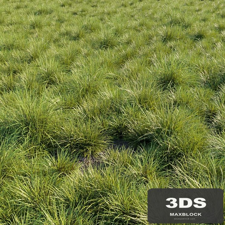 Saw-sedges grass