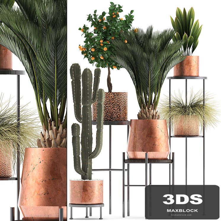 Plant collection 288.  Copper pot, shelf with flowers, stand, cactus, palm tree, cicada, copper, tangerine, flower, bush, interior, metal, loft, cycas