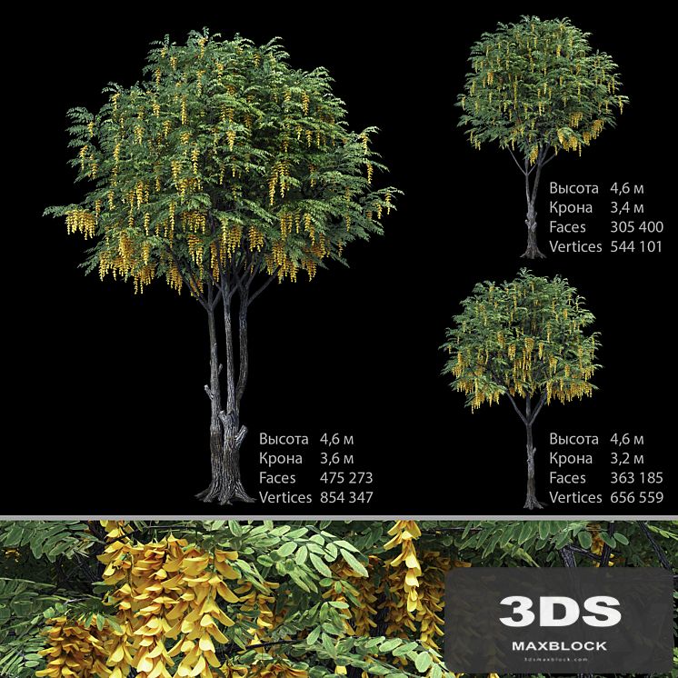 Caragana (yellow acacia)