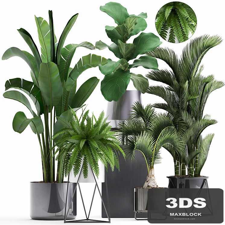 Plant collection 290. Indoor plants, ficus lyrata, Dipsis, palm tree, fern, black pot, flowerpot, strelitzia, luxury decor, thickets