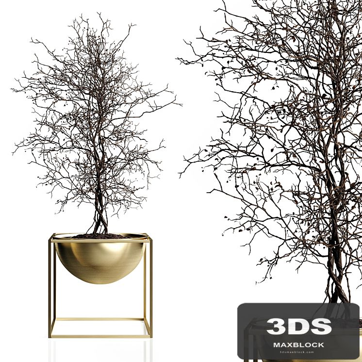 Branching tree