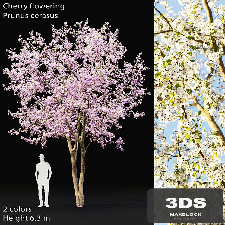 Prunus cerasus | Cherry flowering # 2