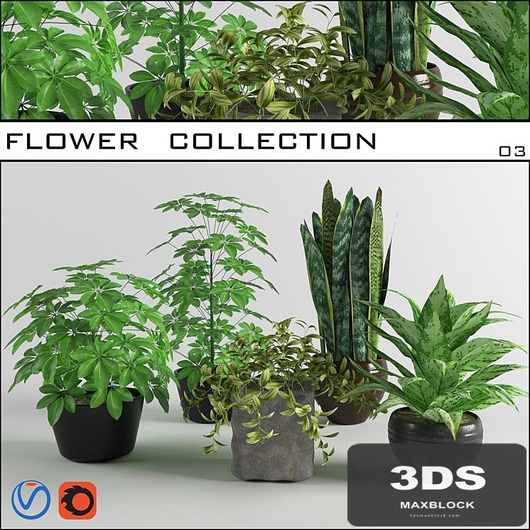 flower collection 03