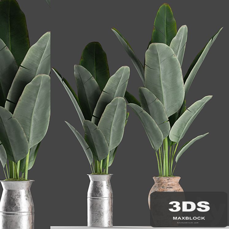 Plants 122