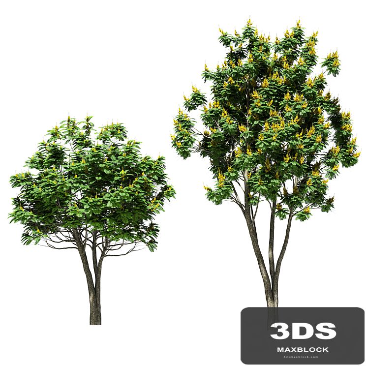 Tree peltoforum krylatoplodny. 2 models