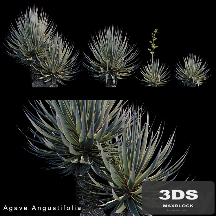 Agave Angustifolia