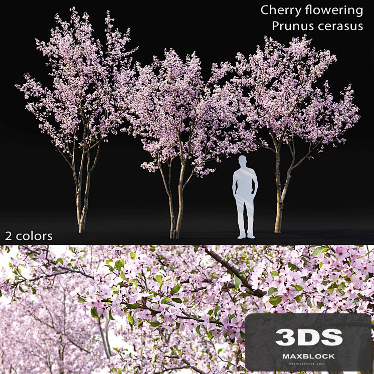 Prunus cerasus