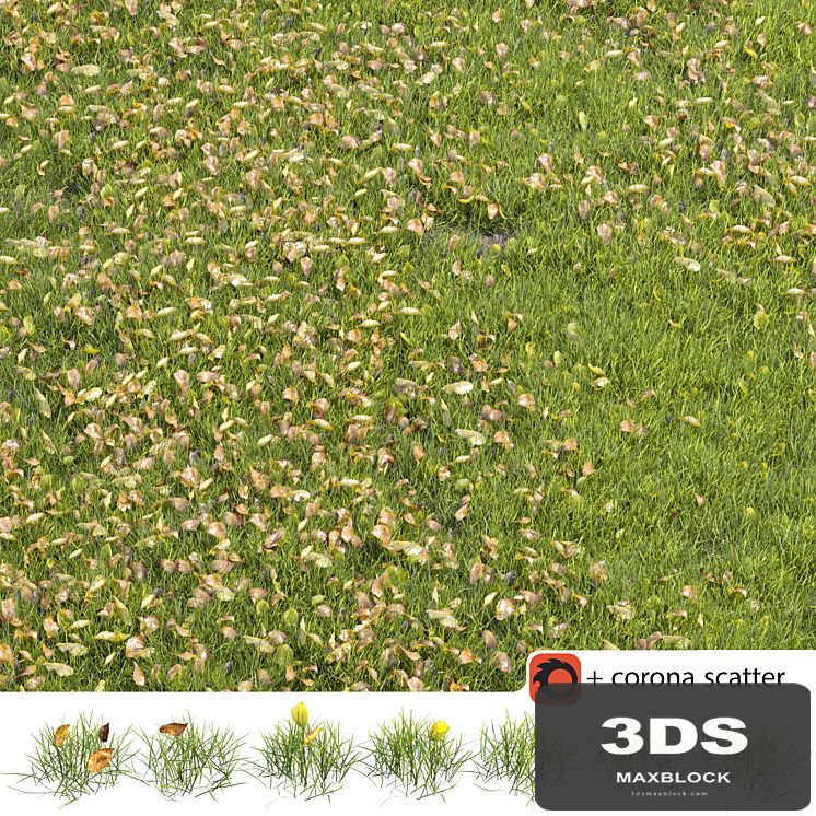 Autumn lawn